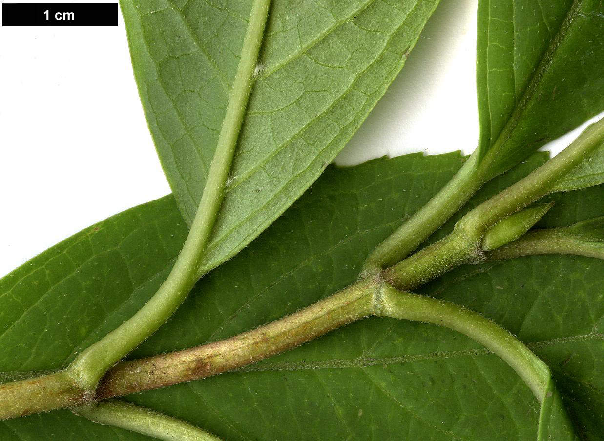 High resolution image: Family: Hydrangeaceae - Genus: Hydrangea - Taxon: chinensis